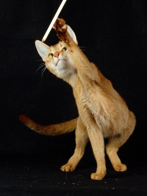 El gato Cinammon, cuyo genoma se ha secuenciado. (Foto: AP)