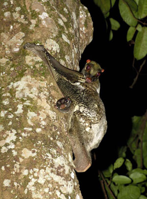 Lemur volador malayo (Foto: SCIENCE)