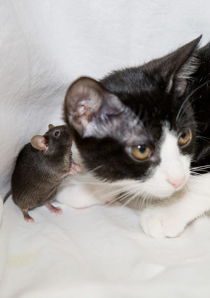 Un ratn transgnico, sin olfato, junto a un gato. (Foto: 'Nature')