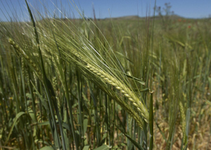 Espiga de trigo en un campo de cereal utilizado para fabricar biocombustibles. (Foto: Carlos Espeso).