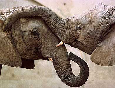 Dos elefantes en actitud muy cariosa antes de ponerse a practicar sexo y 'atentar' contra el medio ambiente. (Foto: Denis Doyle. AP)