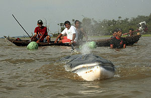 Un grupo de personas trata de dirigir a la ballena. (Foto: REUTERS)