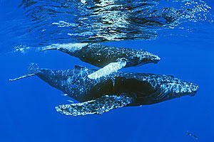 Ballenas jorobadas nadan camino de la Antártida. (Foto: documental 'Tierra', BBC)