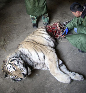 Un trabajador del zoo de Shenyang examina al tigre muerto. (Foto: Reuters)