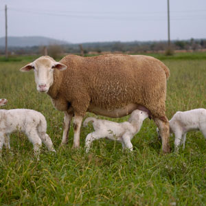 La oveja en cuestin con sus cuatro corderos. (Foto: Cati Cladera)