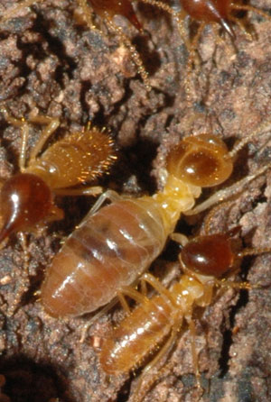 Las termitas 'Nasutitermes' de Costa Rica. (Foto: NATURE)