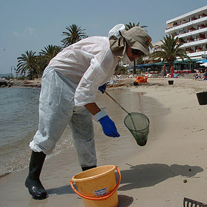 Un operario retirando fuel en la playa de Ses Figueretes (foto: Pep Vicens)