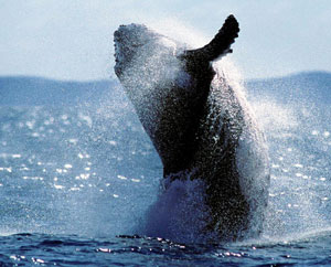 Una ballena jorobada como las que cazará este año Japón (Foto: AFP)