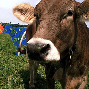 Sern las vacas una futura alternativa al coche de alquiler? (Foto: El Mundo)