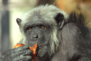 Un chimpancé en el zoo de la Casa de Campo. (Foto: Alfredo Merino)