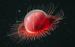 Una medusa de la especie 'Benthocodon sp.' (Foto: La Esfera de los Libros)