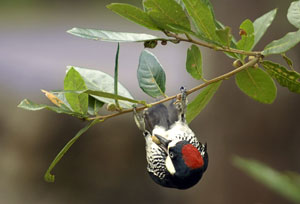 Un pájaro carpintero, cuya especie se encuentra en peligro de extinción, descansa sobre una rama en el Parque El Picacho de Tegucigalpa (Honduras). (Foto: EFE.)