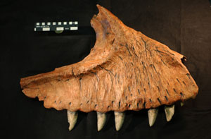 Trozo de mandbula del otro 'Carcharodontosaurus' (Foto: 'Journal of Vertebrate Paleontology')