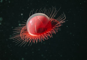 Una medusa benthocodon, extraída del libro 'Criaturas abisales' (Foto: LA ESFERA DE LOS LIBROS)