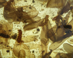 Termitas en ámbar de Combia de hace entre un millón y 10.000 años. (Foto: IGM)