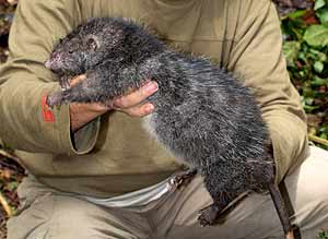 La nueva especie de roedor hallada por los cientficos. (Foto: AP)