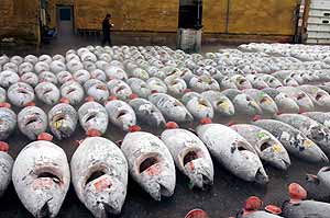 Cientos de atunes congelados en una lonja de Tokio (EFE/Everett Kennedy Brown)