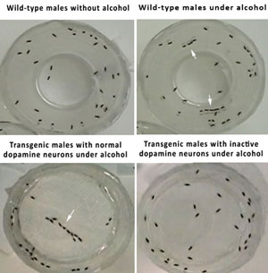 Fases del experimento en las que se ve cómo machos de mosca transgénicos se relaciónan entre sí bajo los efectos del alcohol. (Foto: PLoS ONE)