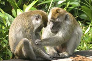 Un macho de macaco (der) acicala a una hembra (izq) (Foto: Animal Behaviour)