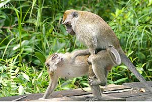 Los mismos monos de la foto anterior. La hembra accede a aparearse con el macho (Foto: Animal Behaviour)