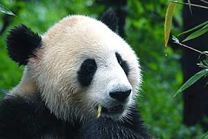 Oso panda del Centro de Reproduccin de Chengdu (Alfredo Merino)