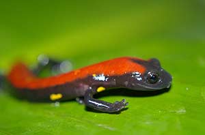Una de las salamandras botiglossa (MNH)