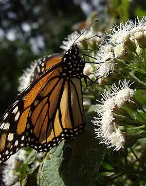 Un ejemplar de mariposa monarca. (Foto: Arnau Domnech)