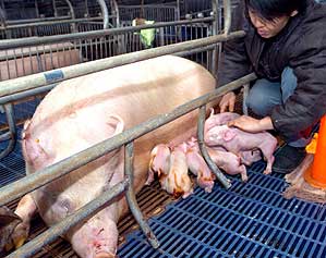La madre amamanta a los cerdos fluorescentes (AFP)