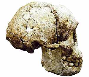 Crneo del 'Homo floresiensis'. (AP)