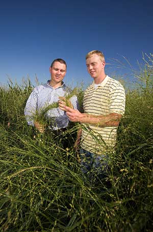 Los autores de la investigacin muestran su hierba para hacer etanol (Foto: USDA-ARS / PNAS)