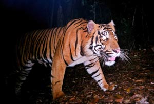 Reciente imagen de un tigre en Indonesia (Foto: EFE / WWF)