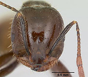 'Solenopsis richteri' u hormiga 'de fuego' (Global Invasive Especies Database)