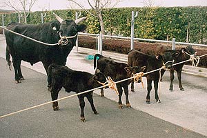 Un toro japonés junto a cuatro novillos clonados (Foto: PNAS)