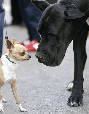 Dos perros de distintas especies tratan de comunicarse en Valencia el día de San Antón, patrón de los animales. (Foto: Alberto di Colli)