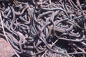 Serpientes de la especie garter amontonadas (Foto: Oregon State University)