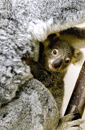 El koala Noosa. (Foto: REUTERS | Zoo Aquarium Madrid)