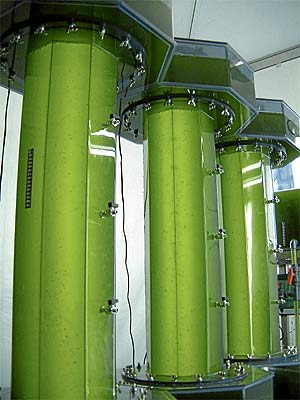 Cultivo de algas para hacer biocombustible (Foto: Bio Fuel System)