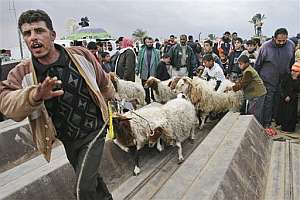 Un hombre cruza la frontera entre Gaza y Egipto con un rebao de ovejas. (Foto: AP)