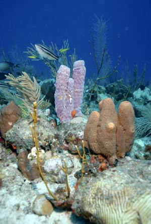 Varias especies de peces y corales en las Antillas Holandesas (Foto: Conservation International)