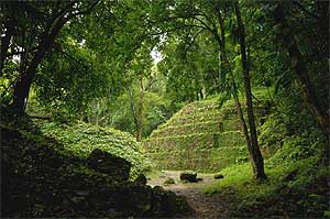 Imagen de archivo de la selva Lacandona. (Foto: A. Merino)