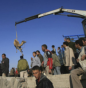 Varios palestinos observan el traslado de un camello en la frontera de Rafah. (Foto: AP)