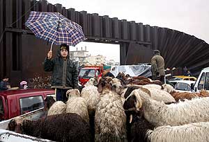 Un nio palestino observa cmo su ganado atraviesa la valla fronteriza rota entre Egipto y Rafah. (Foto: EFE)