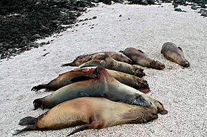 Siete de los ejemplares masacrados en una playa de la isla Pinta, en las Galpagos. (Foto: AFP)
