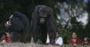 Los chimpancs 'Rani' y 'Babu' en el zoo de Kolkata (este de India). (Foto: REUTERS)