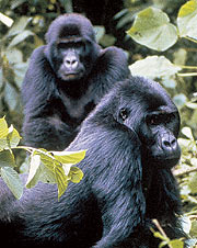 Gorilas en el Congo. (Foto: C.M | El Mundo)