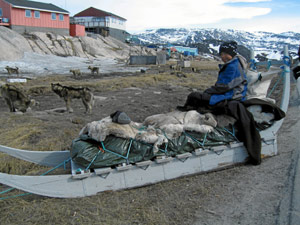 Apenas hay ya hielo en Groenlandia para utilizar los trineos. (FOTO: National Geographic)