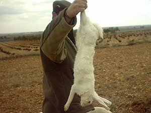 Un cazador muestra la liebre albina. (Foto: Jorge Salido Cobo)