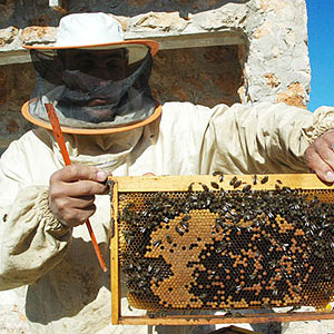 De cada colmena se pueden extraer 30  40 kilos de miel al ao (Foto: Alberto Vera)