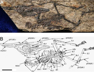 Fsil del pterosaurio. (Foto: PNAS)