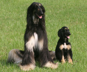 'Snuppy' (a la derecha), el primer perro clonado de la Historia, creado por los mismos cientficos surcoreanos que ahora clonarn una mascota por encargo. (Foto: Nature)